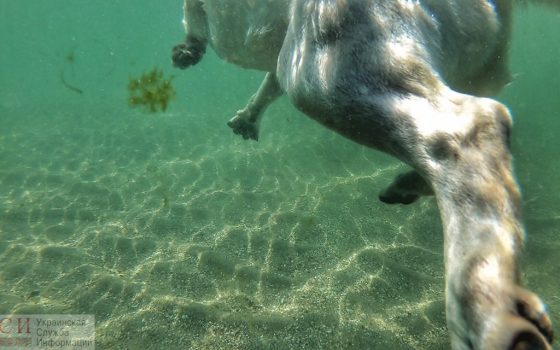 На всех пляжах Одессы снова можно купаться «фото»