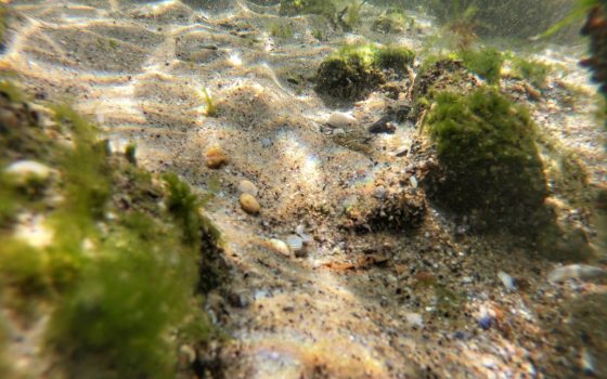 Подводный мир Черного моря: прозрачная вода и стаи рыб (подводная съемка) usionline.com Подводный мир Черного моря: прозрачная вода и стаи рыб (подводная съемка) «фото»