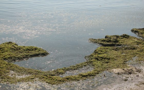 “Аркадия” и “Лузановка” признаны наиболее грязными пляжами Одессы (фото) «фото»