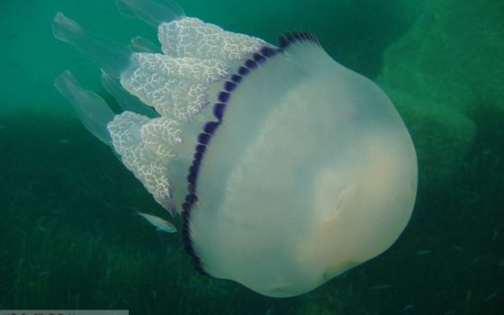 Подводный мир Черного моря: отдыхающие фиксируют первые визиты опасных “корнеротов” (видео) «фото»
