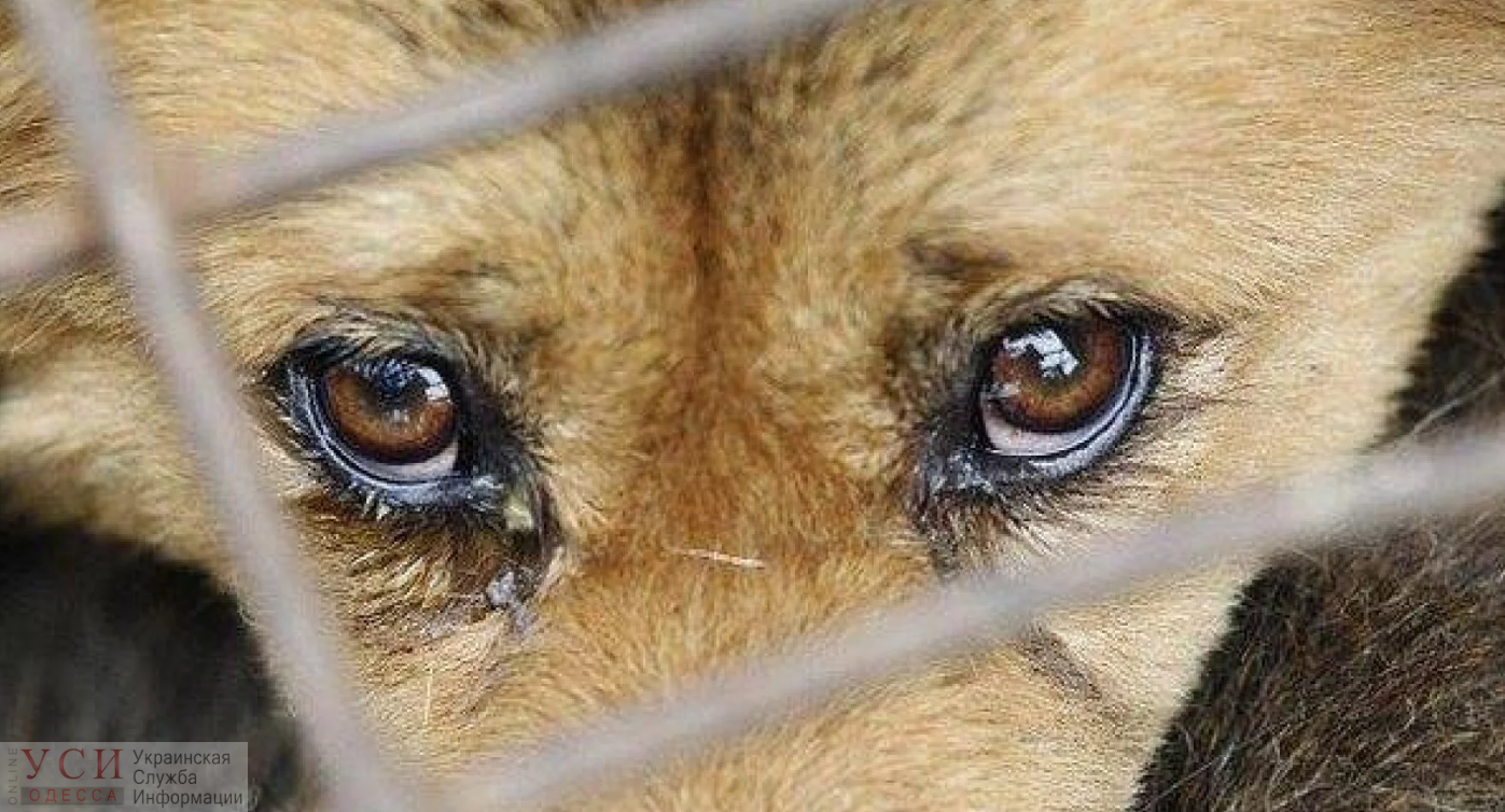 Житель Одесской области жестоко избил собаку: полиция открыла уголовное производство «фото»