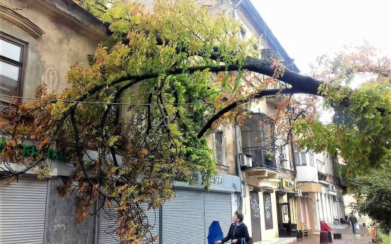 Одесса после ночного ливня: затопленные улицы, поваленные деревья и “черные” фонтаны (фото, видео) «фото»