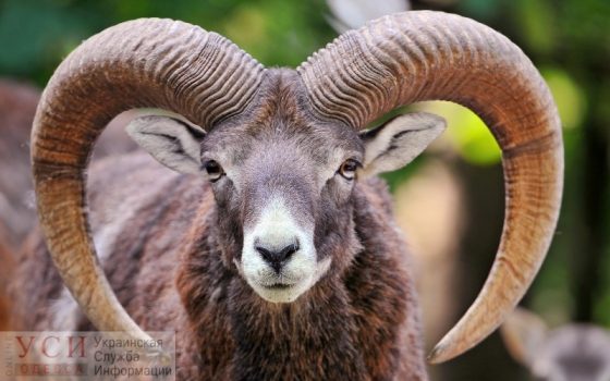 Одесские полицейские поймали барана на детской площадке (видео) «фото»