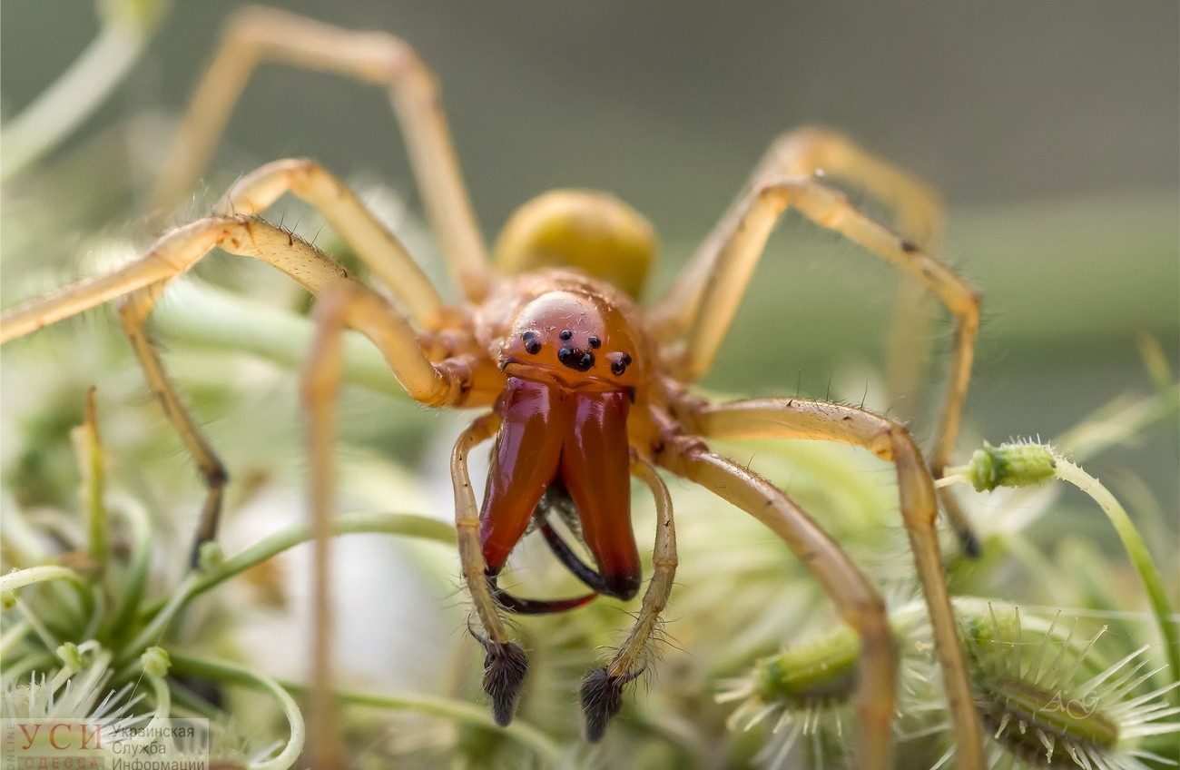 Каракурты, желтосумные и тарантулы: каких пауков в Одесской области лучше избегать «фото»