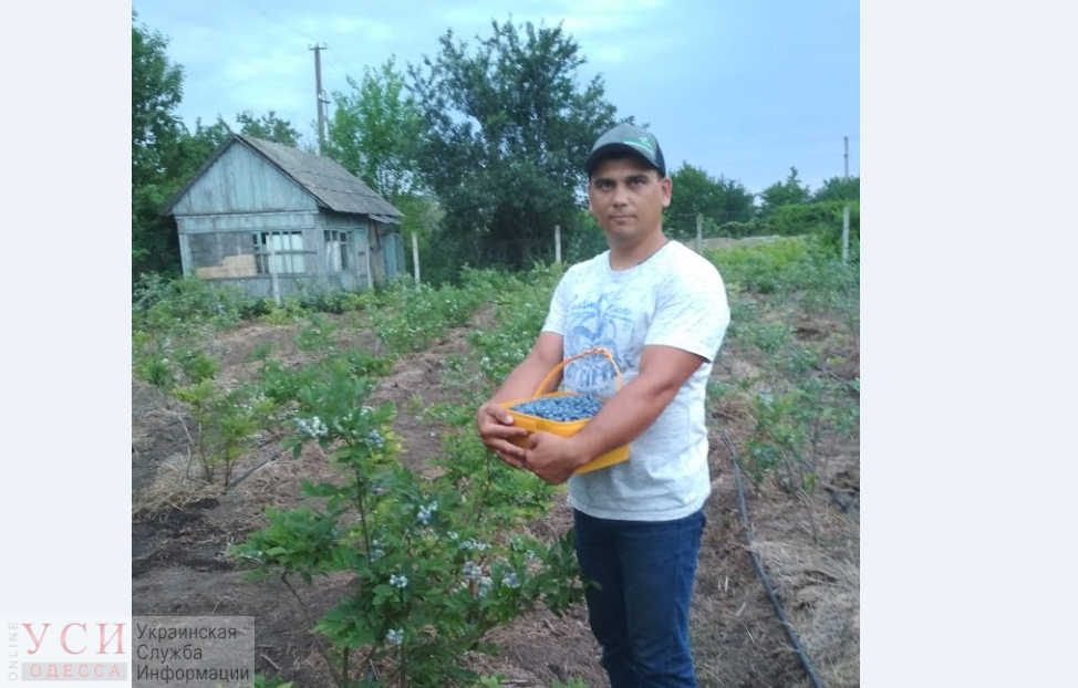 Агроном из Одесской области выращивает первый в Украине фисташковый сад «фото»