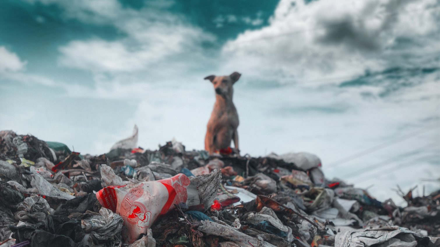Борьба с мусором в Одессе: сто лет дискуссий о мусоросжигательном заводе «фото»