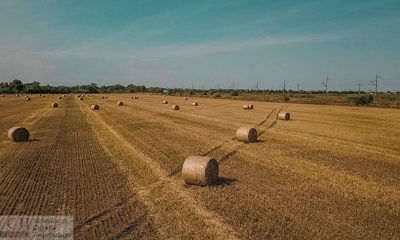 Сбор урожая: красоты золотых полей Одесской области (фото, видео) «фото»