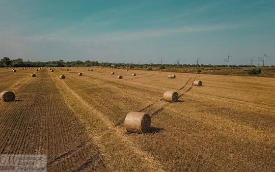 Сбор урожая: красоты золотых полей Одесской области (фото, видео) «фото»