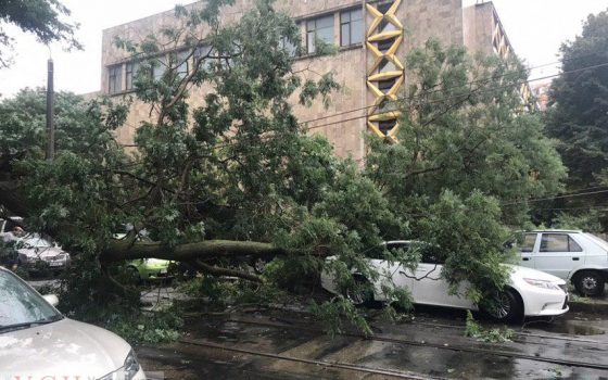 В Одессе ураганный ветер повалил 14 деревьев (фото) «фото»