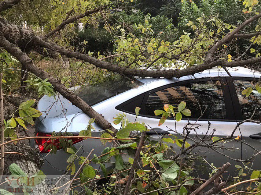 На Генуэзской дерево упало сразу на две машины (фото) «фото»