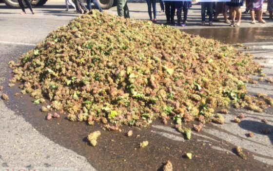 Виноградари Бессарабии высыпали гору “ненужного” винограда на трассу в знак протеста: жалуются на экспортеров из ЕС и требуют снижения цен на алкоголь (фото) «фото»