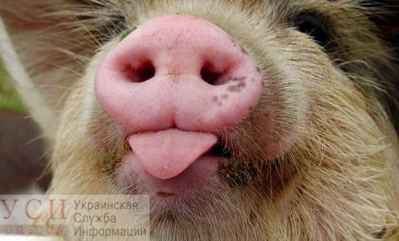 В Ренийском районе ввели карантин из-за возможной вспышки Африканской чумы свиней «фото»