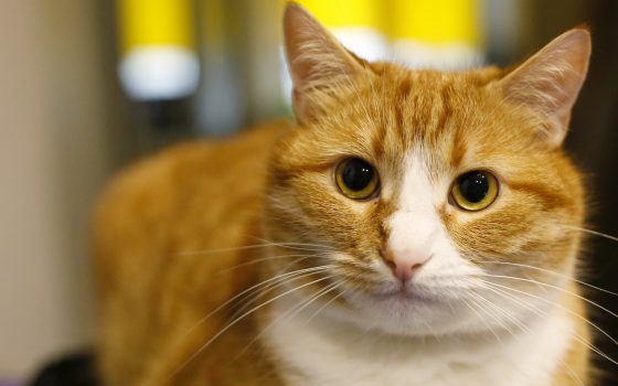 Одесские коты-шкодники, которых мы любим, несмотря ни на что (фото) usionline.com Одесские коты-шкодники, которых мы любим, несмотря ни на что (фото) «фото»