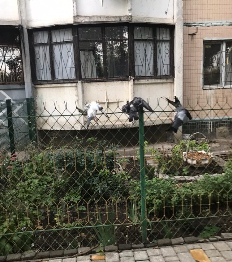 Неизвестный развесил мертвых птиц вдоль забора напротив школы на Таирова: местные жители требуют наказания «фото»