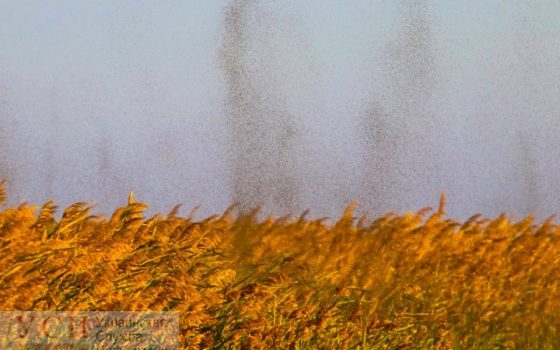 Необычное явление: рои комаров поднимаются столбом высотой в 50 метров в Одесской области (фото) usionline.com Необычное явление: рои комаров поднимаются столбом высотой в 50 метров в Одесской области (фото) «фото»