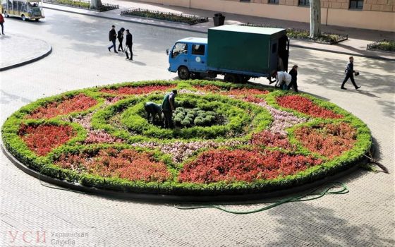 На осенних клумбах Одессы появится 2 тысячи разноцветных цветов (фото) «фото»