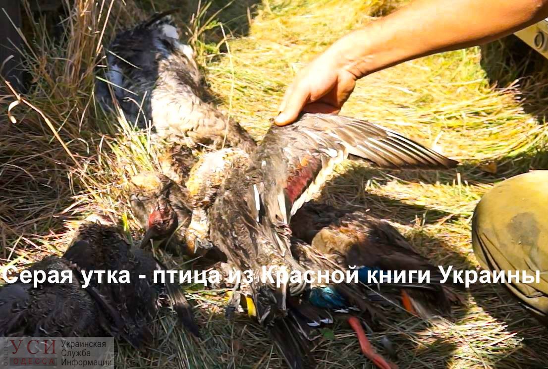 В заповедной зоне “Тузловские лиманы” задержали браконьеров, которые охотились на краснокнижных птиц (фото) «фото»