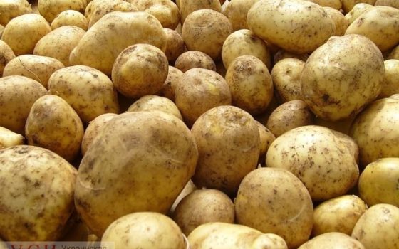 Украинская картошка подорожала до рекордного уровня и стоит дороже, чем в соседних странах usionline.com Украинская картошка подорожала до рекордного уровня и стоит дороже, чем в соседних странах «фото»