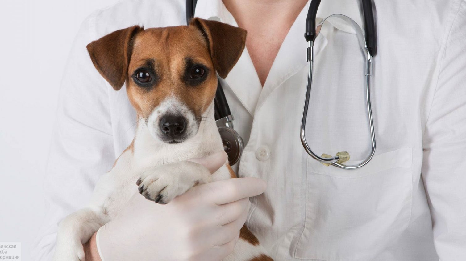 Отомстил за неверный диагноз: одессит разгромил ветеринарную клинику и заплатит почти 50 тысяч «фото»
