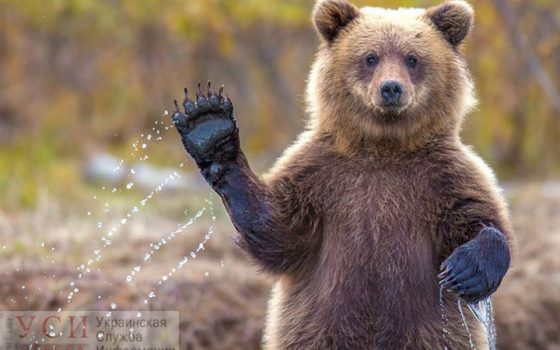 В Одесский зоопарк переезжает медведь из Винницы (фото) «фото»