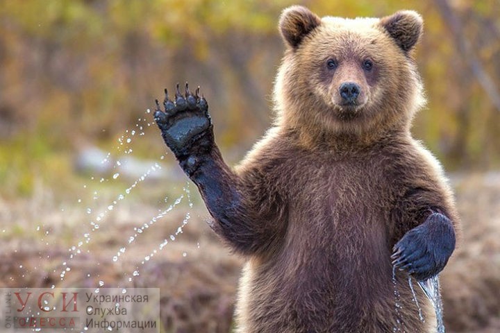 В Одесский зоопарк переезжает медведь из Винницы (фото) «фото»