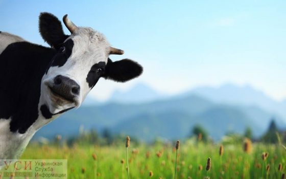 Под Одессой мужчине дали 3 года условно за то, что он уговорил подростка украсть быка «фото»