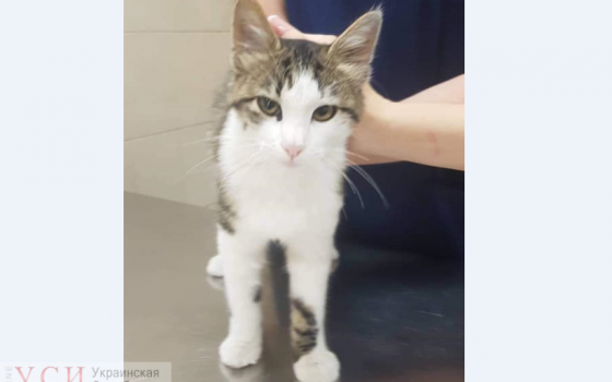 Одесситку, которая издевалась над котом в супермаркете, обязали выплатить штраф, а четырехлапому нашли новую хозяйку (видео) «фото»