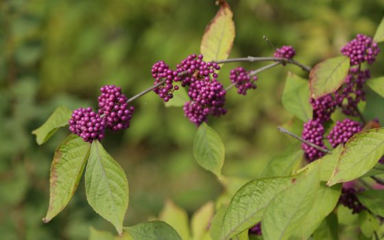Редкие хвойные, тысячелетники и плодово-ягодные: яркая осень в одесском ботаническом саду (фоторепортаж) «фото»