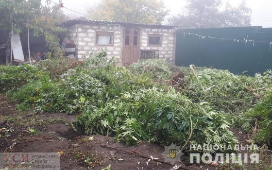 В Подольске нашли наркоплантацию и 5 мешков марихуаны (фото) usionline.com В Подольске нашли наркоплантацию и 5 мешков марихуаны (фото) «фото»