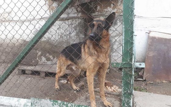 Оказались не у дел: служебным собакам из расформированной одесской колонии ищут дом (фото) usionline.com Оказались не у дел: служебным собакам из расформированной одесской колонии ищут дом (фото) «фото»