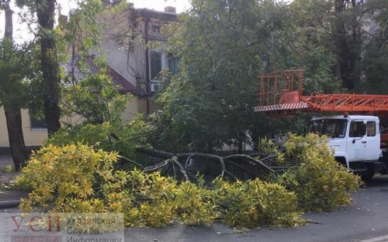 Сильный ветер повалил в Одессе деревья в разных районах города «фото»