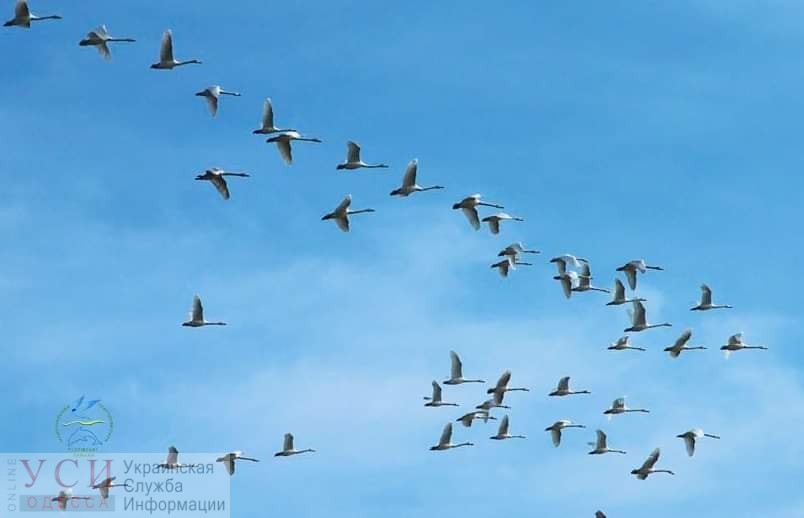 На зимовку в “Тузловские лиманы” прилетели редкие краснокнижные лебеди «фото»