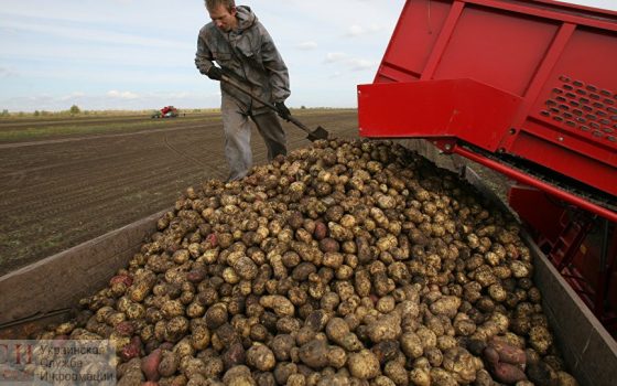 Помощь фермерам: в Украине разрабатывают систему страхования урожая «фото»