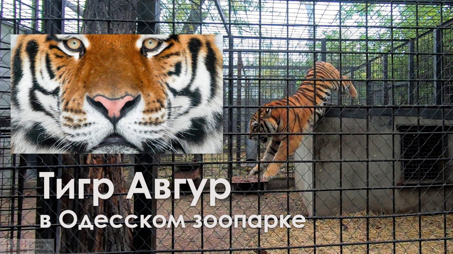 В Одесском зоопарке обживается краснокнижный амурский тигр Авгур (видео) «фото»