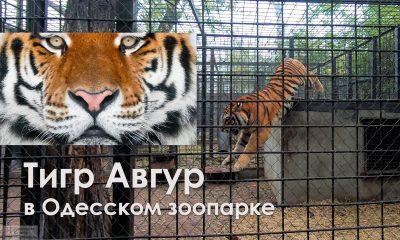 В Одесском зоопарке обживается краснокнижный амурский тигр Авгур (видео) «фото»