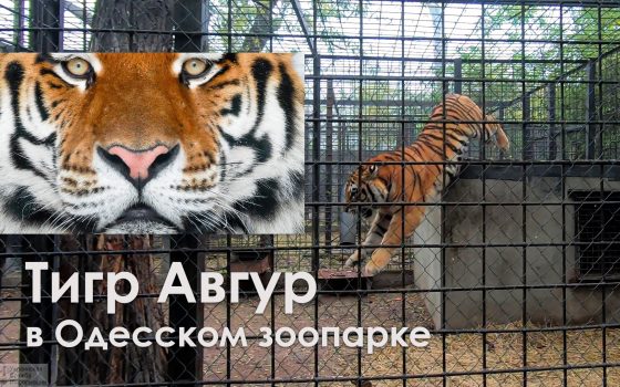 В Одесском зоопарке обживается краснокнижный амурский тигр Авгур (видео) usionline.com В Одесском зоопарке обживается краснокнижный амурский тигр Авгур (видео) «фото»