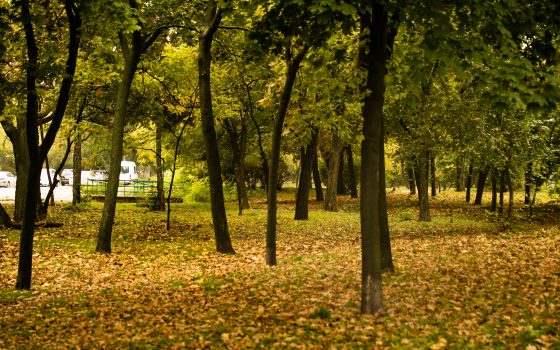 В Одессе появится интерактивная карта деревьев, клумб и детских площадок «фото»
