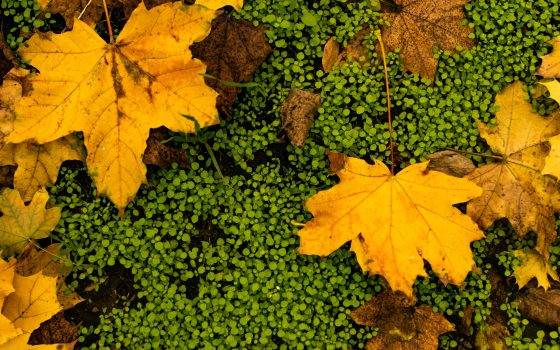 Эта неделя в прошлые годы: трагедия “Иволги”, миллиардный кредит и обыски у Труханова «фото»