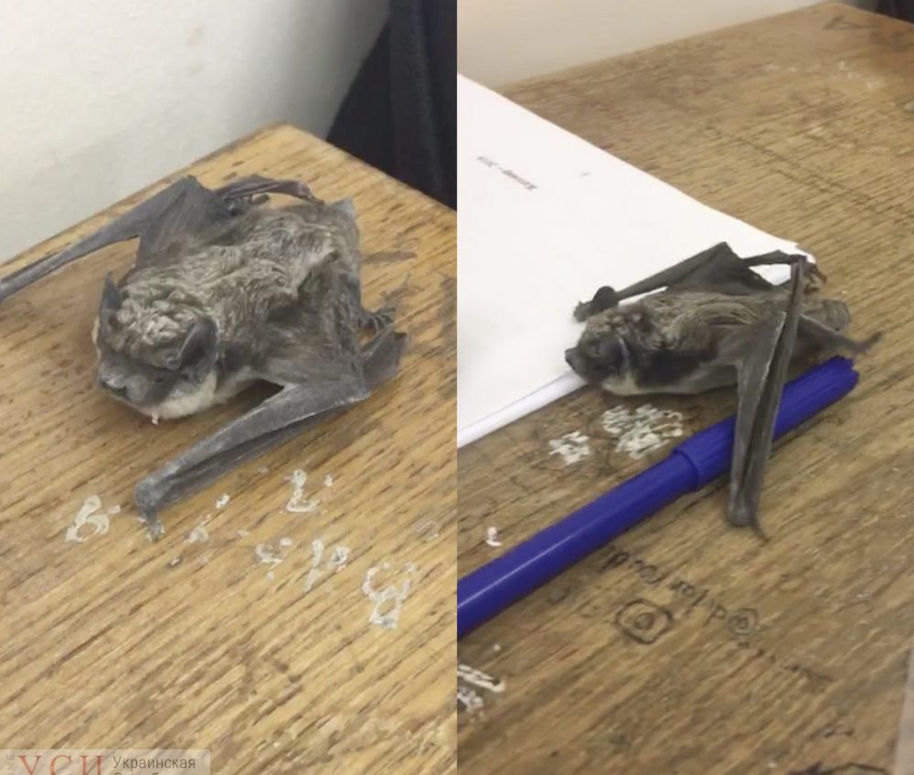 В Одесском университете во время пары на студента упала летучая мышь – он отнес ее лечиться (фото) «фото»