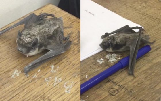 В Одесском университете во время пары на студента упала летучая мышь – он отнес ее лечиться (фото) «фото»