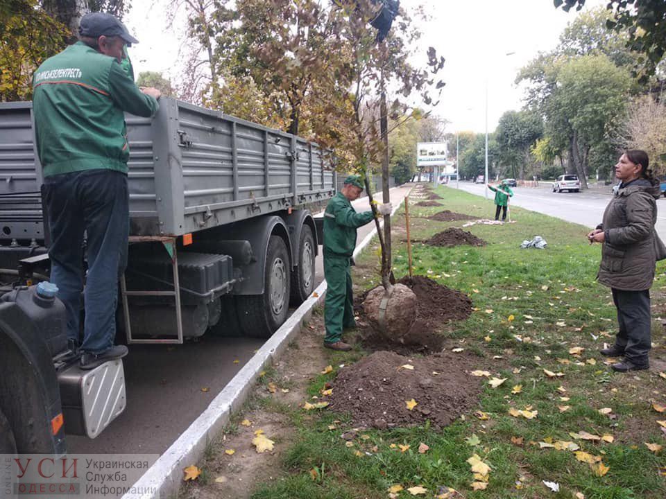 Вдоль проспекта Гагарина высадили аллею платанов (фото) «фото»