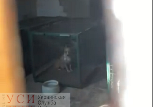 В Одессе отловленных собак держат в клетках без воды и не выгуливают (видео) usionline.com В Одессе отловленных собак держат в клетках без воды и не выгуливают (видео) «фото»