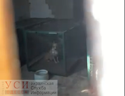 В Одессе отловленных собак держат в клетках без воды и не выгуливают (видео) «фото»