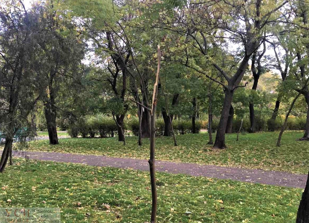 Вандалы сломали 15 молодых деревьев, высаженных одесситами во время субботника в центре Одессы «фото»
