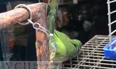 Продавец-живодер посадил попугая на цепь в холод на Староконке (видео) «фото»