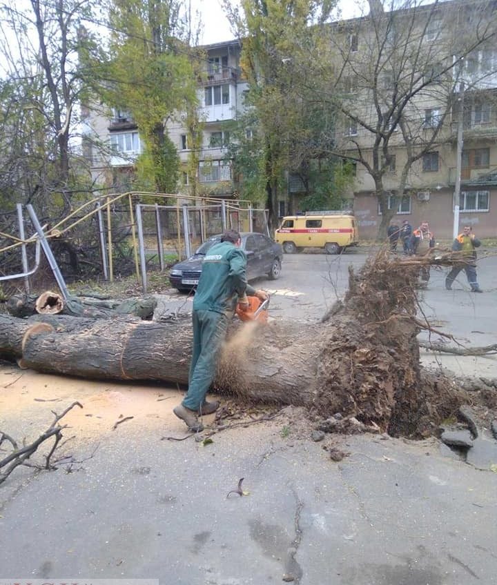 В Одессе из-за сильного ветра падают деревья (фото) «фото»