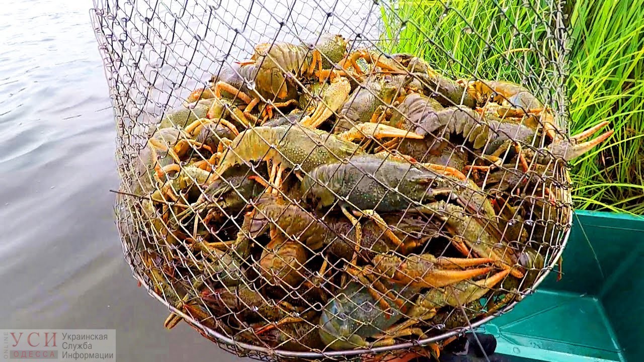 Рыбакам запретили ловить раков на Дунае «фото»