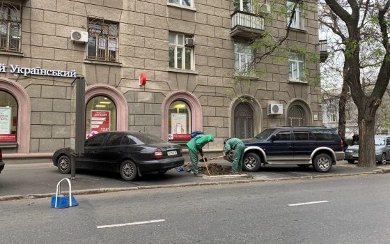 На месте скандального паркинга на Канатной высаживают деревья (фото) «фото»