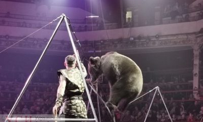 В обход решения суда в цирке Одессы продолжают эксплуатировать диких животных (видео) «фото»