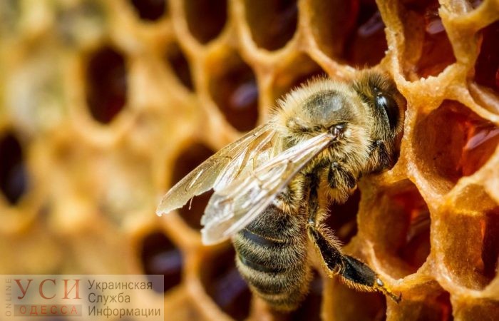 В Украине аграриев хотят обязать предупреждать пчеловодов перед обработкой полей пестицидами «фото»